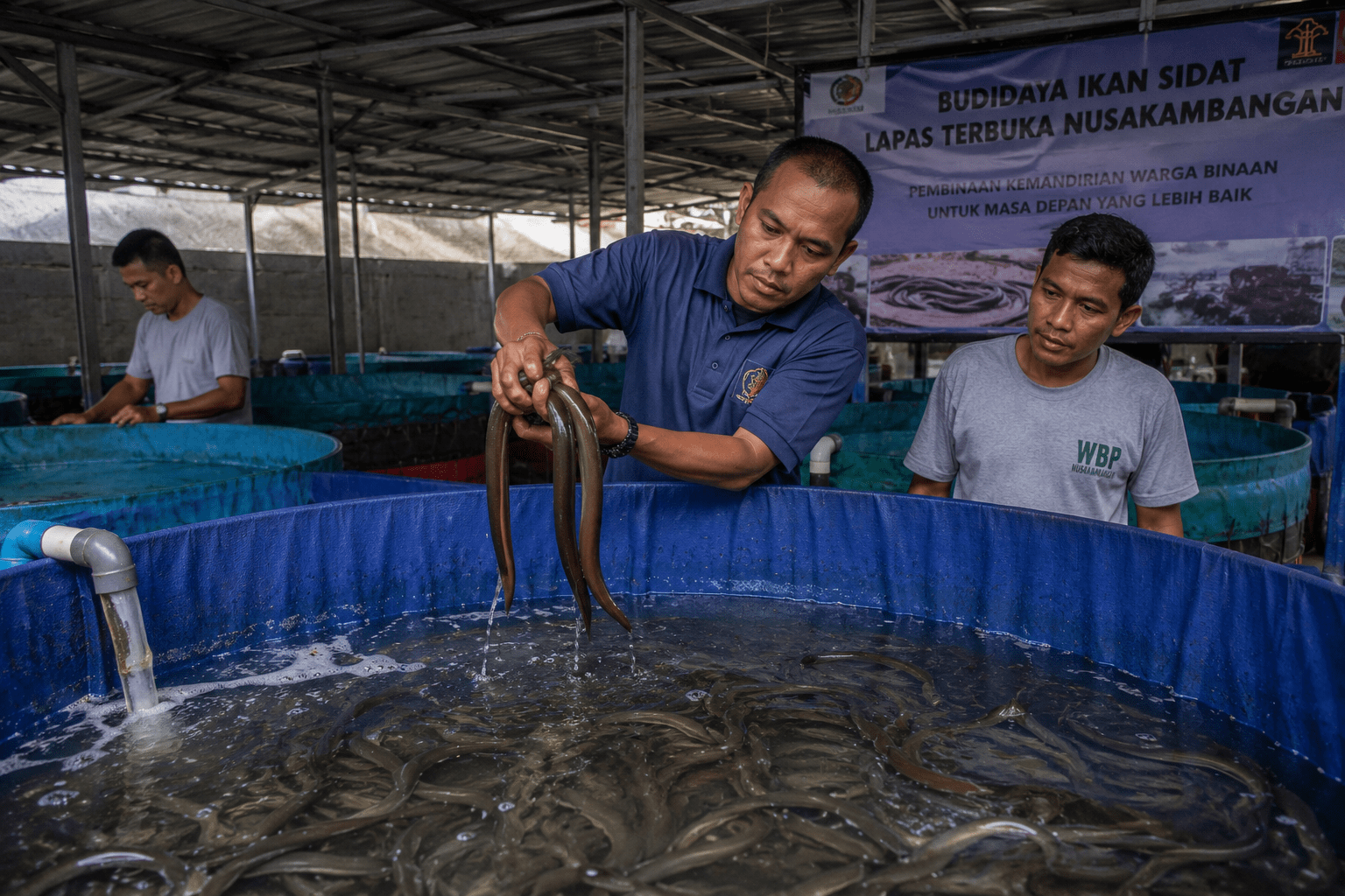 Budidaya Sidat Berkembang di Nusakambangan, Buka Peluang Ekonomi Baru bagi Warga